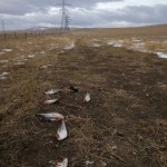 dead-ducks-under-power-line